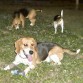 la manada de Beagles en pleno: mi Samantha,Chelsea y Brandon